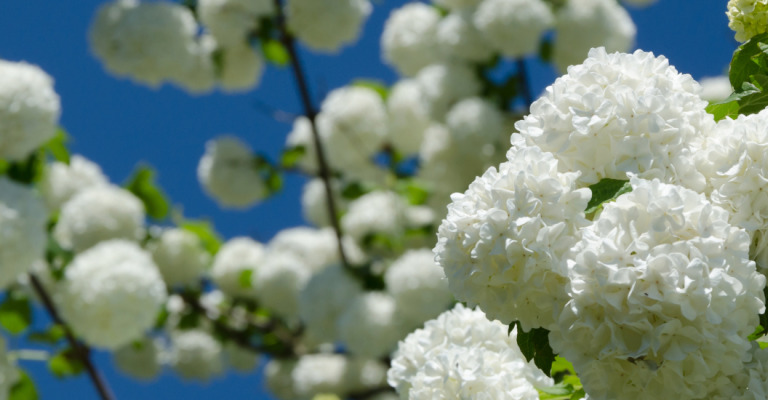 pflanzen - sträucher